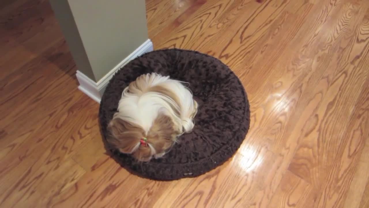 Vlogidays 2012 (November 23): Only Half A Vlog...