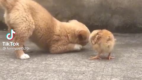 Cute and Funny Dog Videos