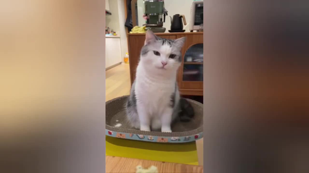 Funny animals video new animals video new video 2024 cate and dog new funny video
