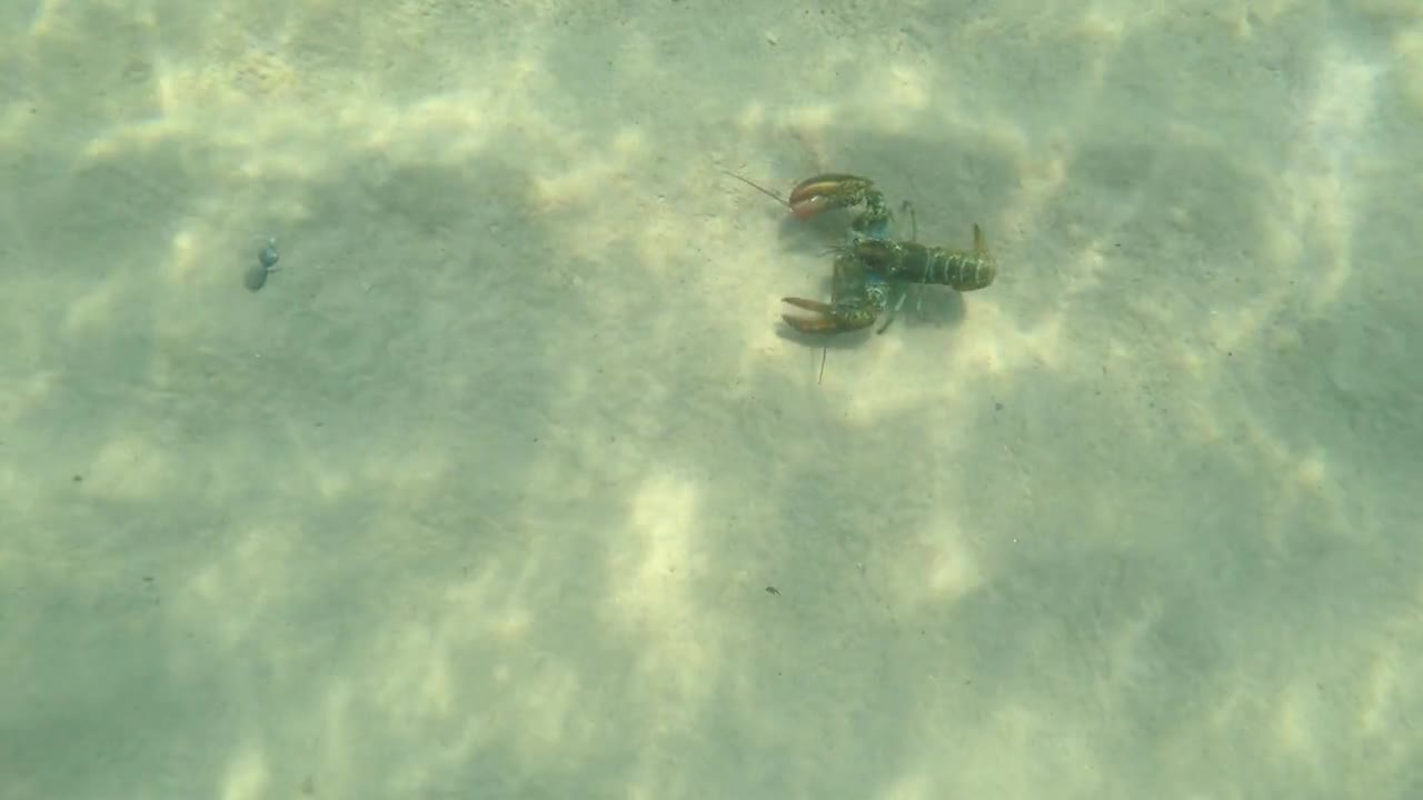 An underwater shot of lobster walking on sand