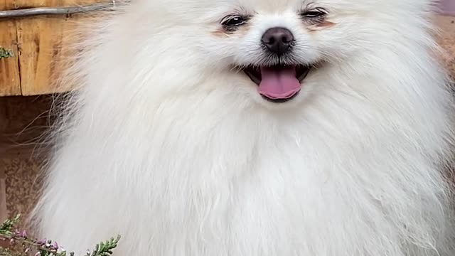 Ddujvsnojcxfyobvddojb