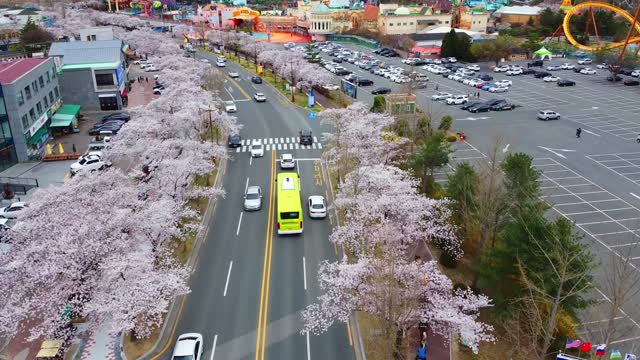 Sakura (cerejeira) Rodovia