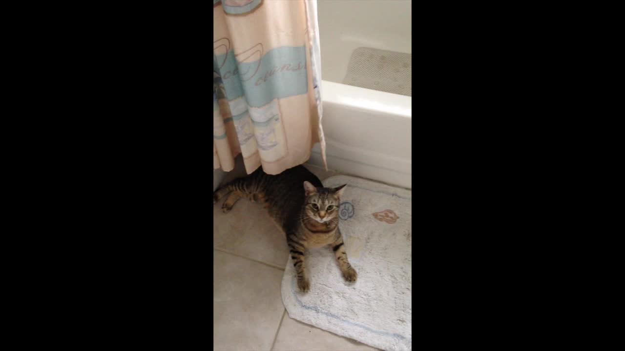 kitten playing on bathroom, #funny video, #rumble #PetsTv