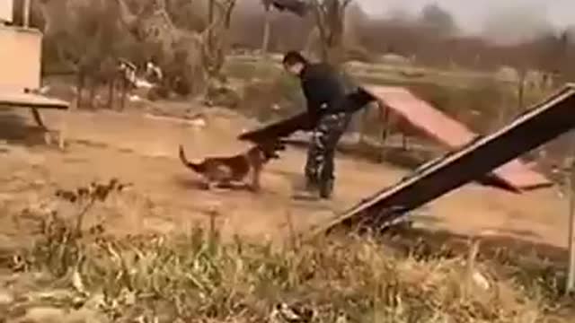 Well Skilled Dog