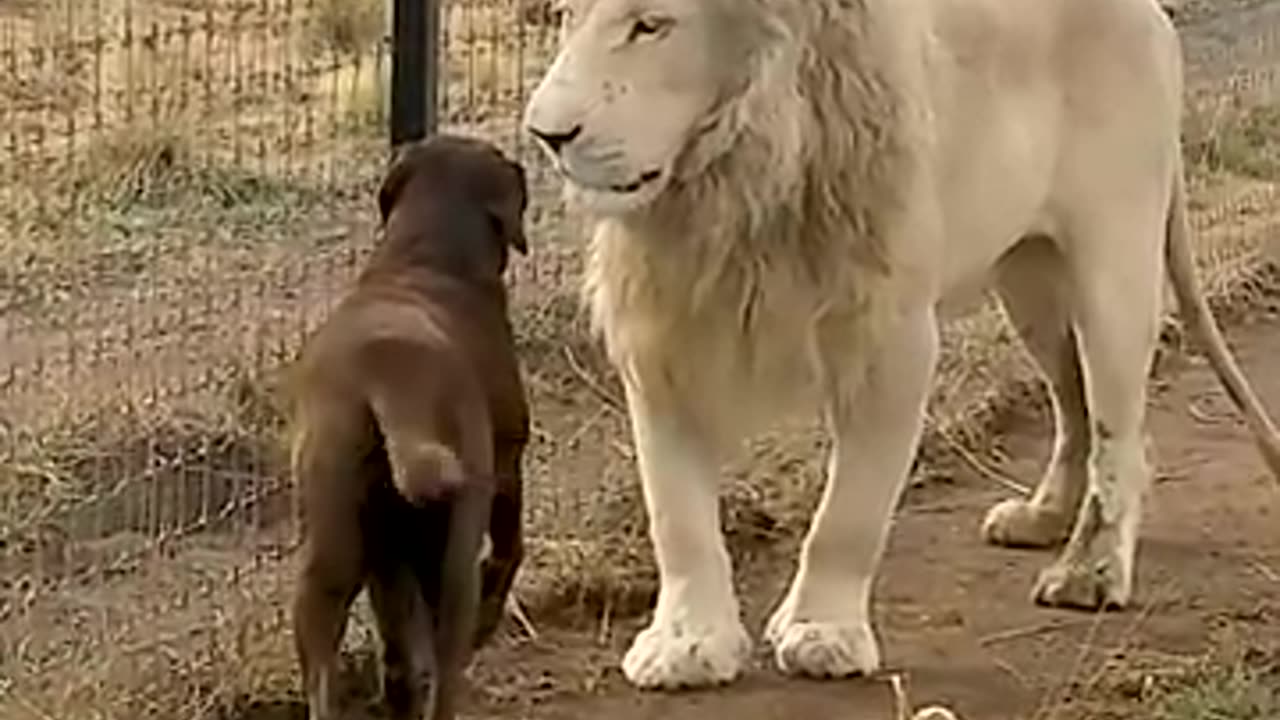 Cute lion gives smooches to puppys paw(lion play with puppy )😯😯😯😯