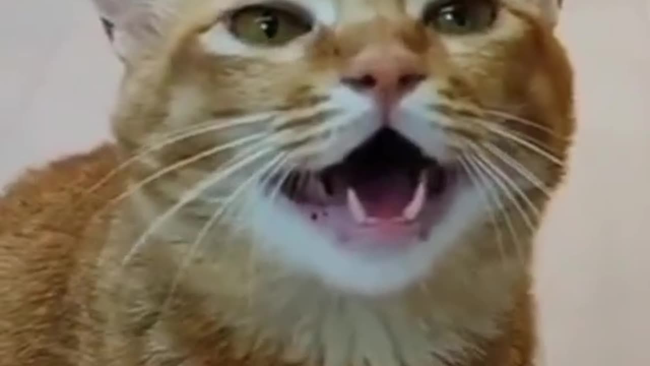 Funny song by cat