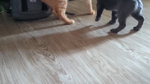 Curious Puppy Invades Cat's Space