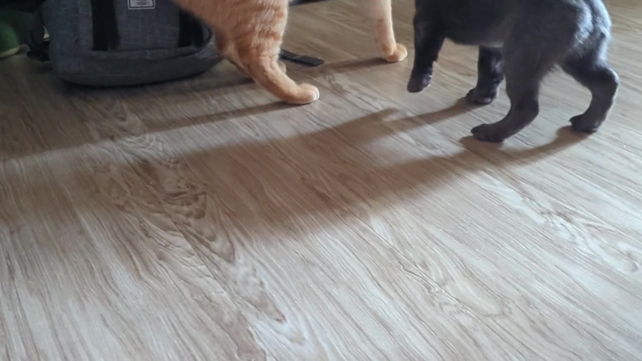 Curious Puppy Invades Cat's Space