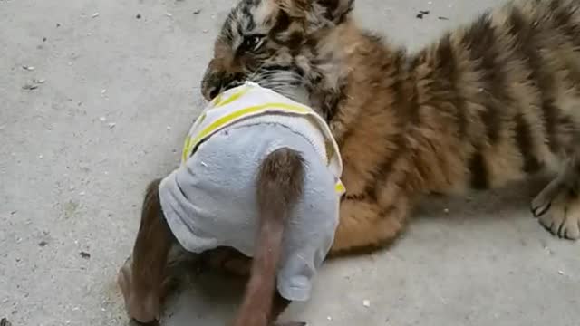 Baby baboon fighting with tiger