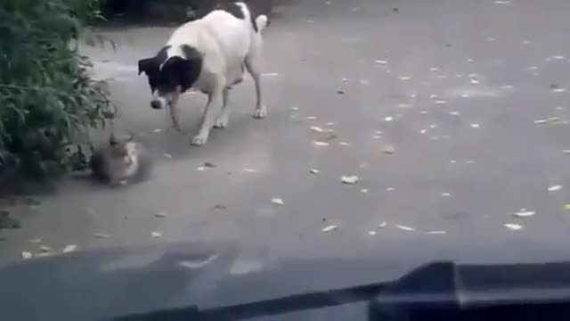 Cat vs. Dog🤣🐱🐶