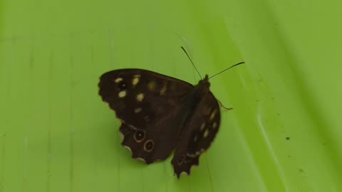 Speckled wood butterfly