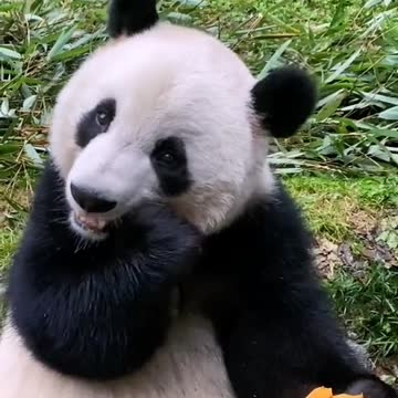 Panda ganfan - ganfan soul