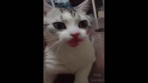 Kitten applying lipstick.