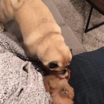 Pug wakes up his sleeping puppy friend