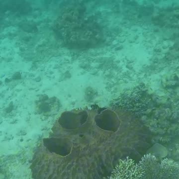 Snorkeling Adventures Philippines, a Beautiful Barrel Sponge