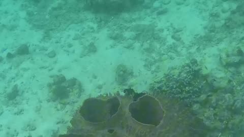 Snorkeling Adventures Philippines, a Beautiful Barrel Sponge
