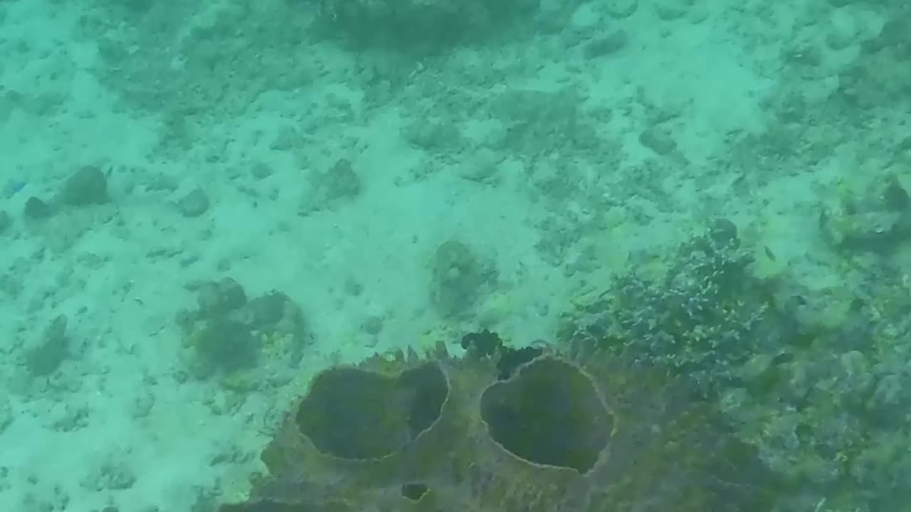 Snorkeling Adventures Philippines, a Beautiful Barrel Sponge