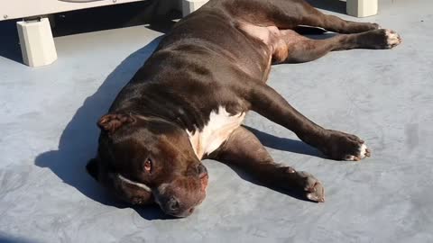 American Bully Sunbathing~ It's drowsy..