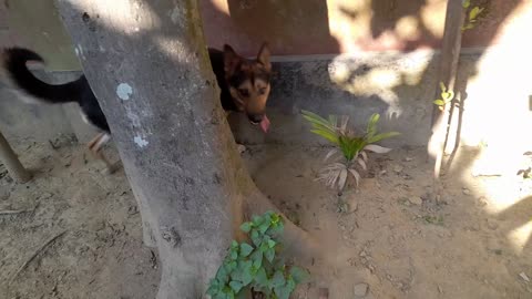 GERMAN SHEPHERD
