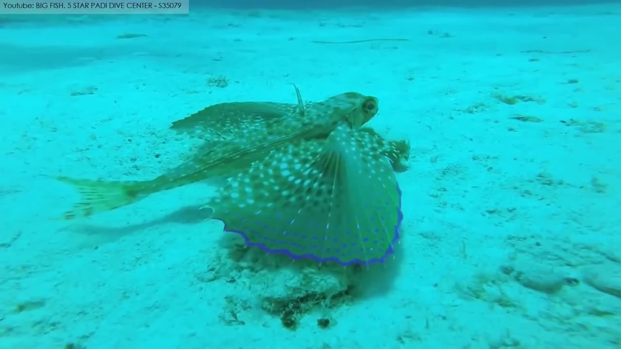 10 Amazing Sea Creatures You've Never Seen Before