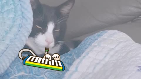 Fluted cat