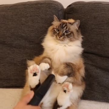 Super Cute Cat Loves Getting Vacuumed