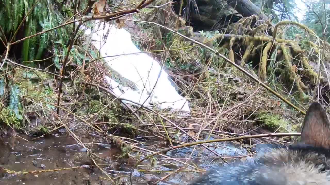 German Shepherd explores waterfall while wearing GoPro