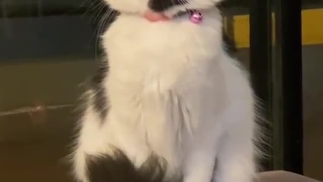 Hilarious Cat Memes - 39 -😹-Cat was enchanted by the music heard...