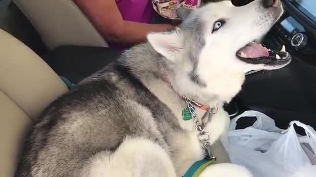 Stubborn Husky Refuses To Give Up Front Seat