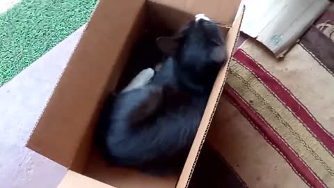 Cat plays with box