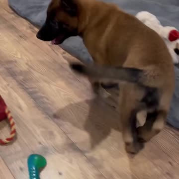 Puppy Is Tired #puppy #doglife #dogfunny