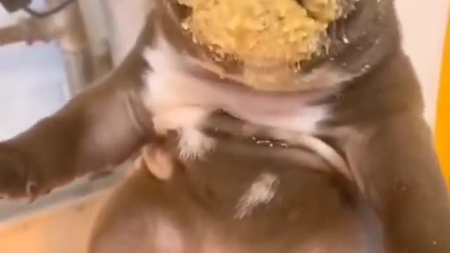 Cute animals doing funny dog eating food