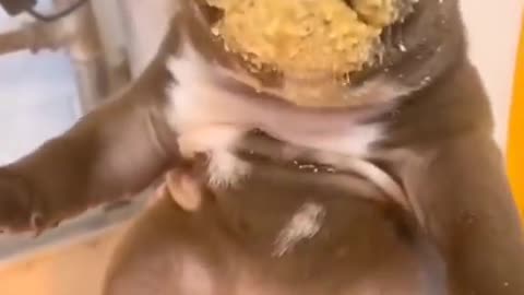 Cute animals doing funny dog eating food