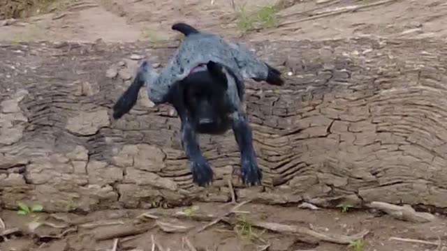 GSP Puppy Leaps Before Looking