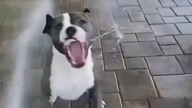 Funny dog videos 🤣. animals lovers