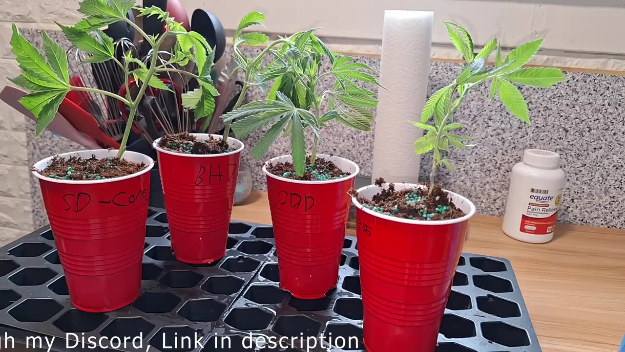 GMO House of Clones Review - New clones in the mail! #zanie906 #cannabisbotany