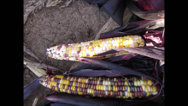 Beauty in Red Shades Seneca Red Stalker Corn Cob Recording September 2021