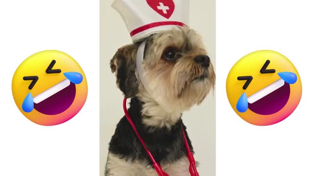 Dog Wearing a Nurse Costume #funnydogsincostumes