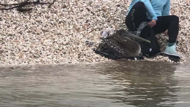 Pelican Freed From Fishing Line Predicament