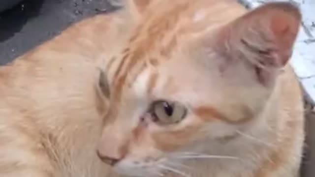 funny and spoiled orange cat in train station _ kucing oren lucu di stasiun #shorts