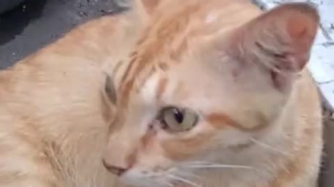 funny and spoiled orange cat in train station _ kucing oren lucu di stasiun #shorts