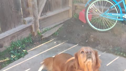 Buddy the famous dog on tiktok