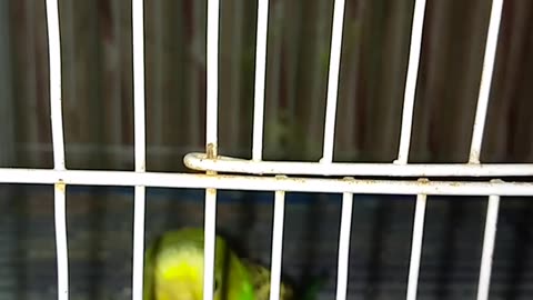 Parrot 🐦 eating time | Australian parrots foods eating.