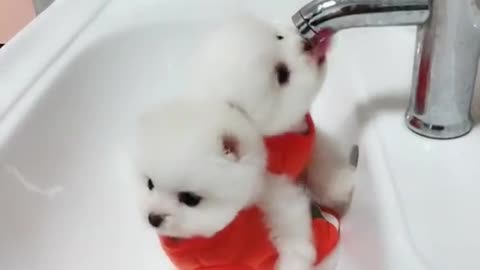 Cute puppies and Funny video