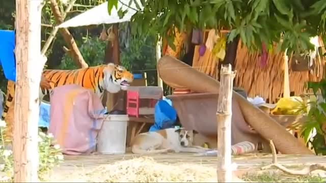 Dog reaction while dummy tiger his front 😋😉🤣😉