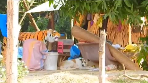 Dog reaction while dummy tiger his front 😋😉🤣😉