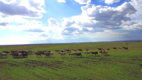 animal, nature and wildlife concept - flock of sheep gazing in savanna at africa