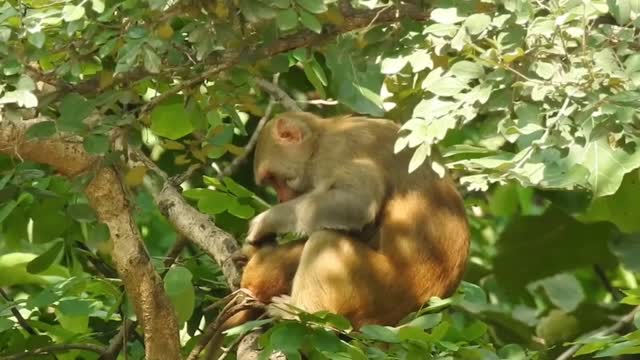 Monkey mother love her children