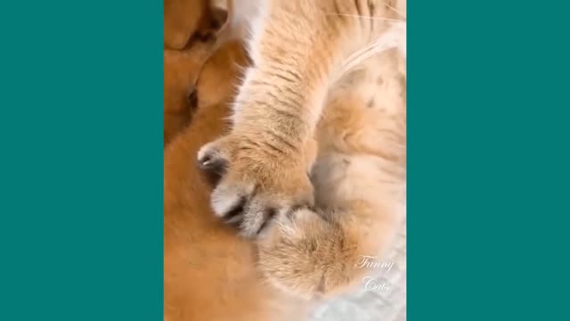 Watch How Mother Cats Protect Their Baby Kittens