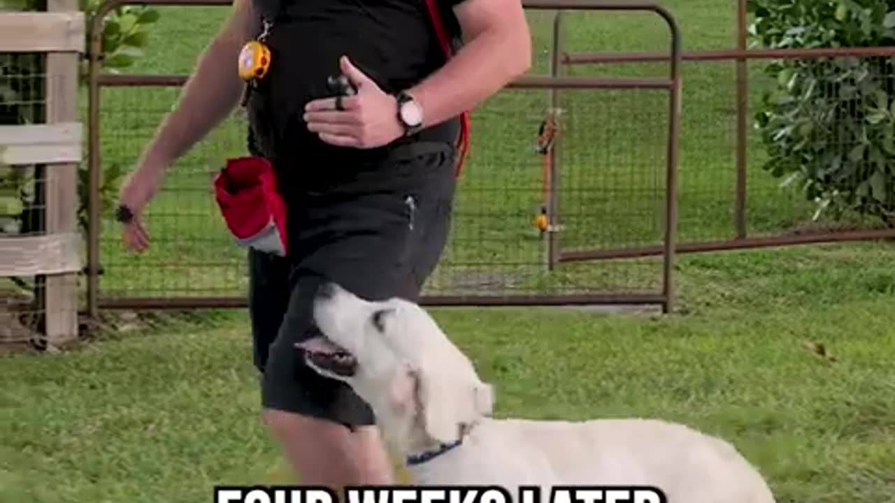 HOW TO DOG TRAINING IN BEST DOG TRAINING VIDEO